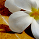 Braddy.ru