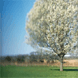 ���� Pyrus